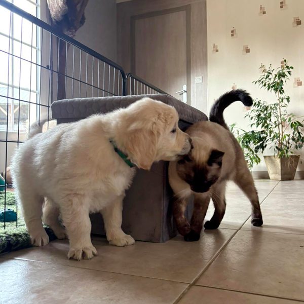 Chien heureux dans la pension de La Pierre de L’Ounasi
