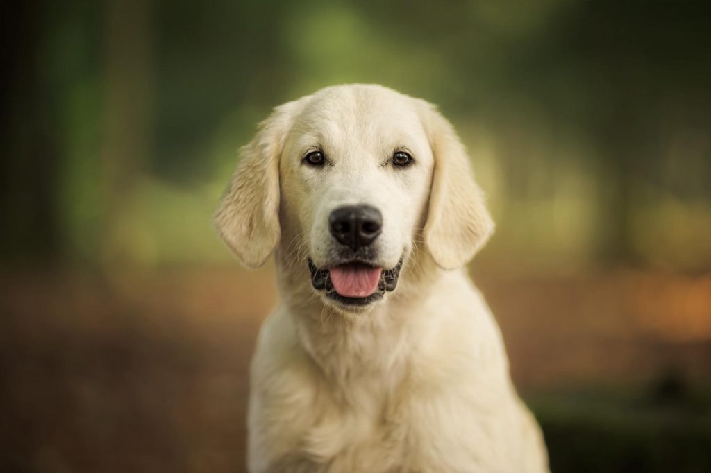 Chienne Golden Retriever regardant ses chiots dormir