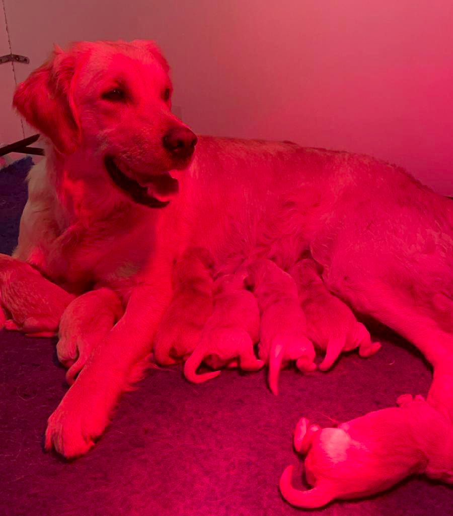 Chiots Golden Retriever nourris par leur mère