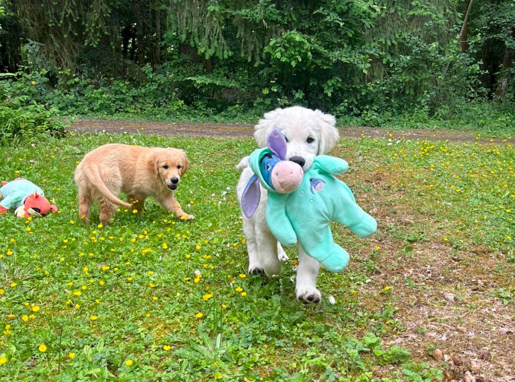 Chiots Golden Retriever courant dans l’herbe