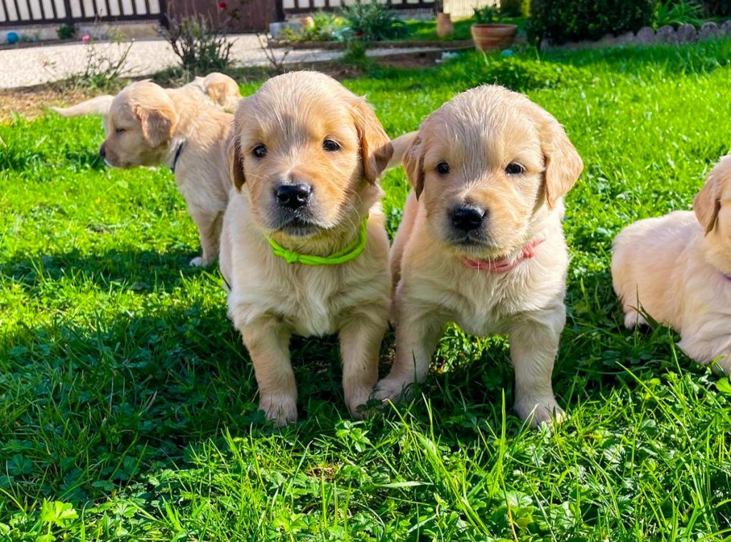 Chiots Golden Retriever LOF à La Pierre de L’Ounasi à Conflans-sur-Anille