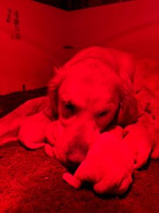 Chienne Golden Retriever regardant ses chiots dormir