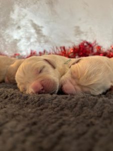 Chiot Golden Retriever allonger sur une couverture