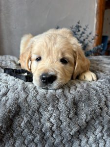 Golden Retriever chiot curieux à Conflans-sur-Anille
