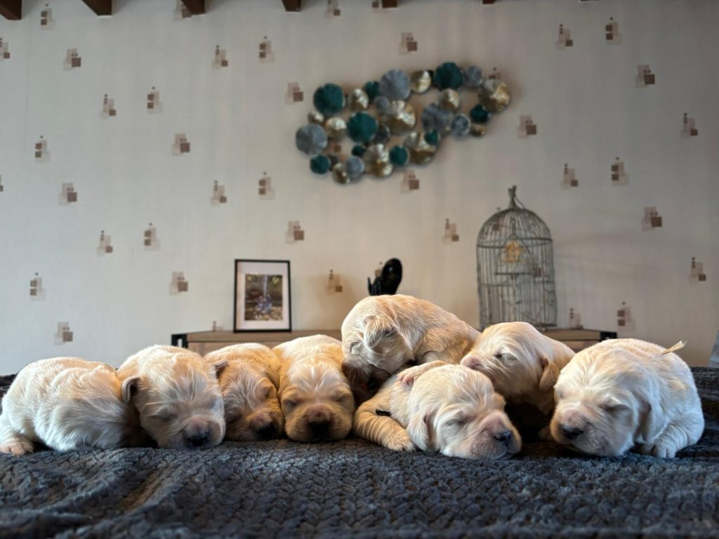 Chiots Golden Retriever sur couverture douce