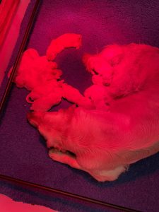 Maman Golden Retriever et ses chiots à La Pierre de L’Ounasi