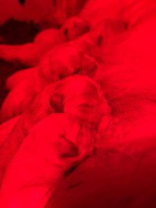 Élevage familial de Golden Retriever à Conflans-sur-Anille