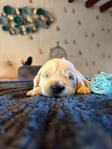 Chiot Golden Retriever dormant paisiblement