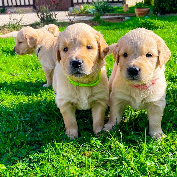 Pension canine familiale en Sarthe