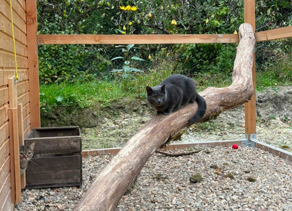 Volière extérieure pour chats à La Pierre de Lounasi﻿