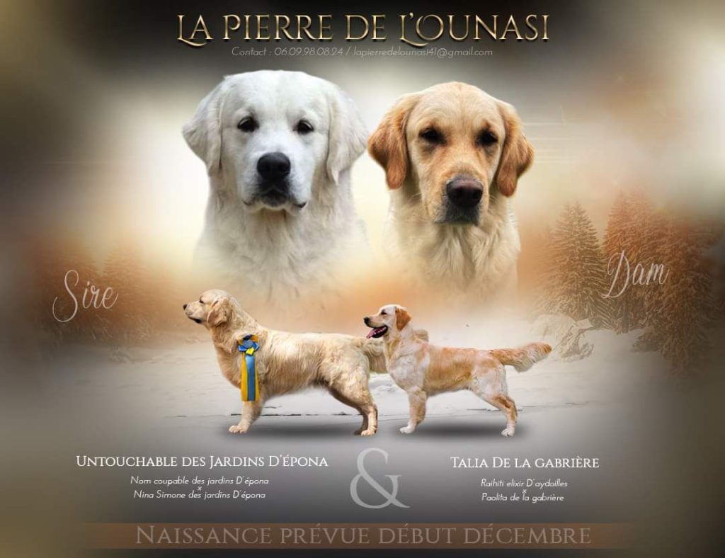 Mâle et femelle Golden Retriever en extérieur