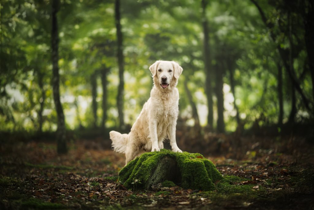 Chienne Golden Retriever assise fièrement