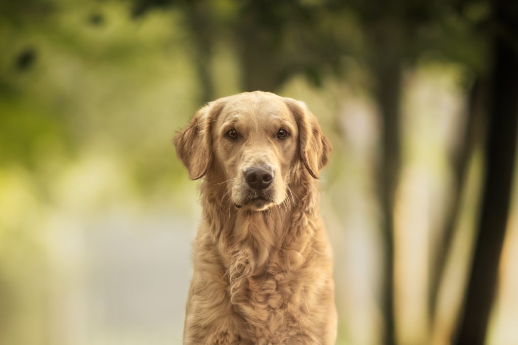 Pension haut de gamme chiens Sarthe