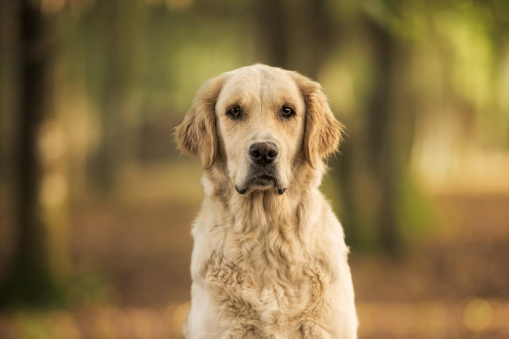 Chienne Golden Retriever regardant au loin