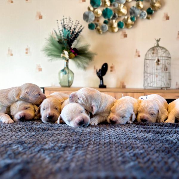 Pension canine avec suivi personnalisé