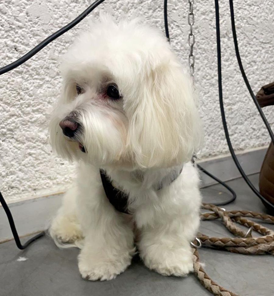 Moment de détente pendant le toilettage canin