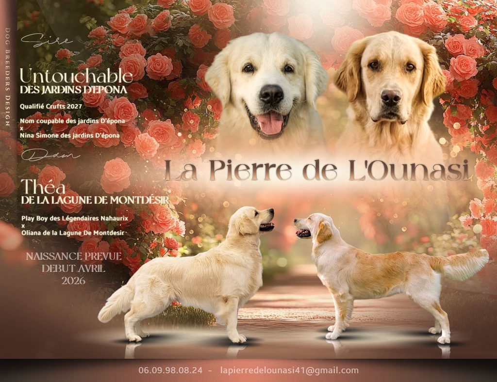 Mâle et femelle Golden Retriever LOF en extérieur