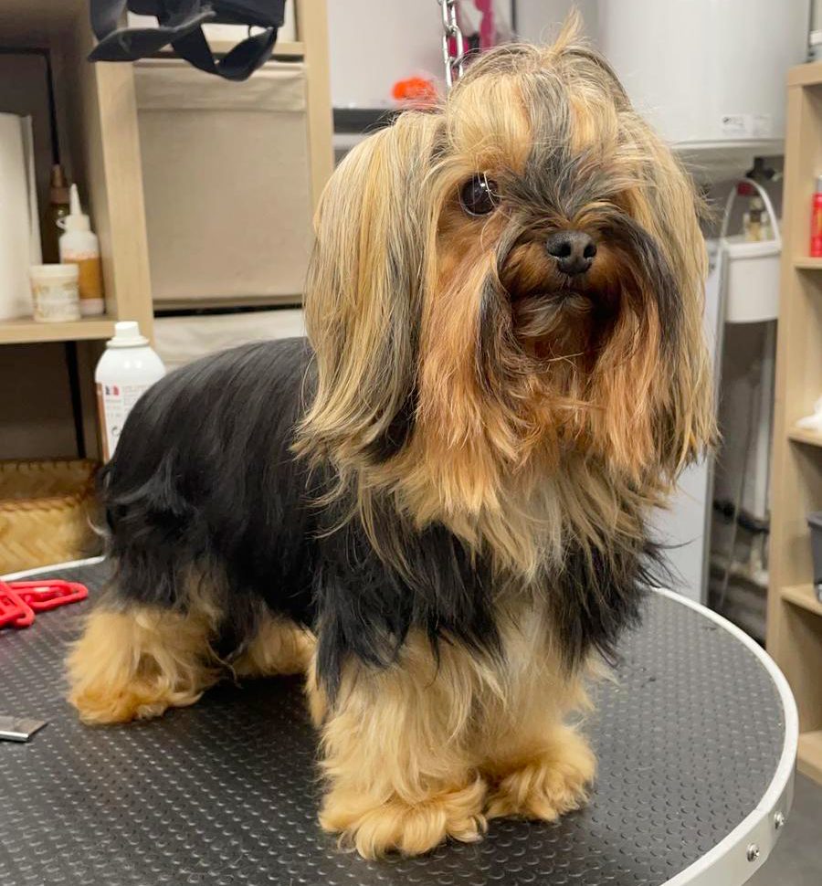 Séchage et brossage de chien après le bain