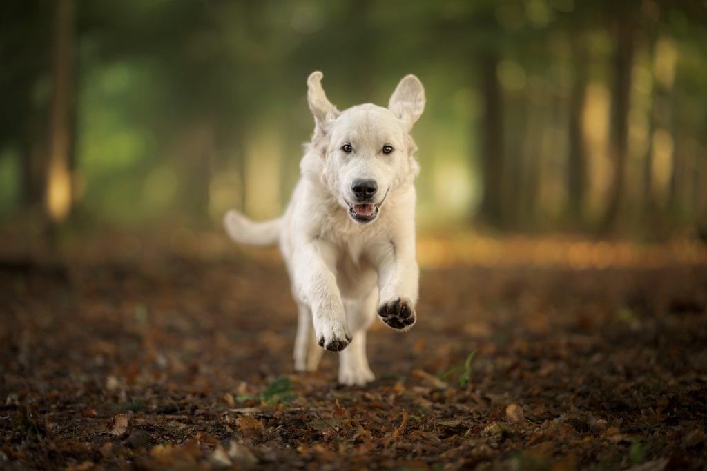 Golden Retriever adulte mâle dans un champ