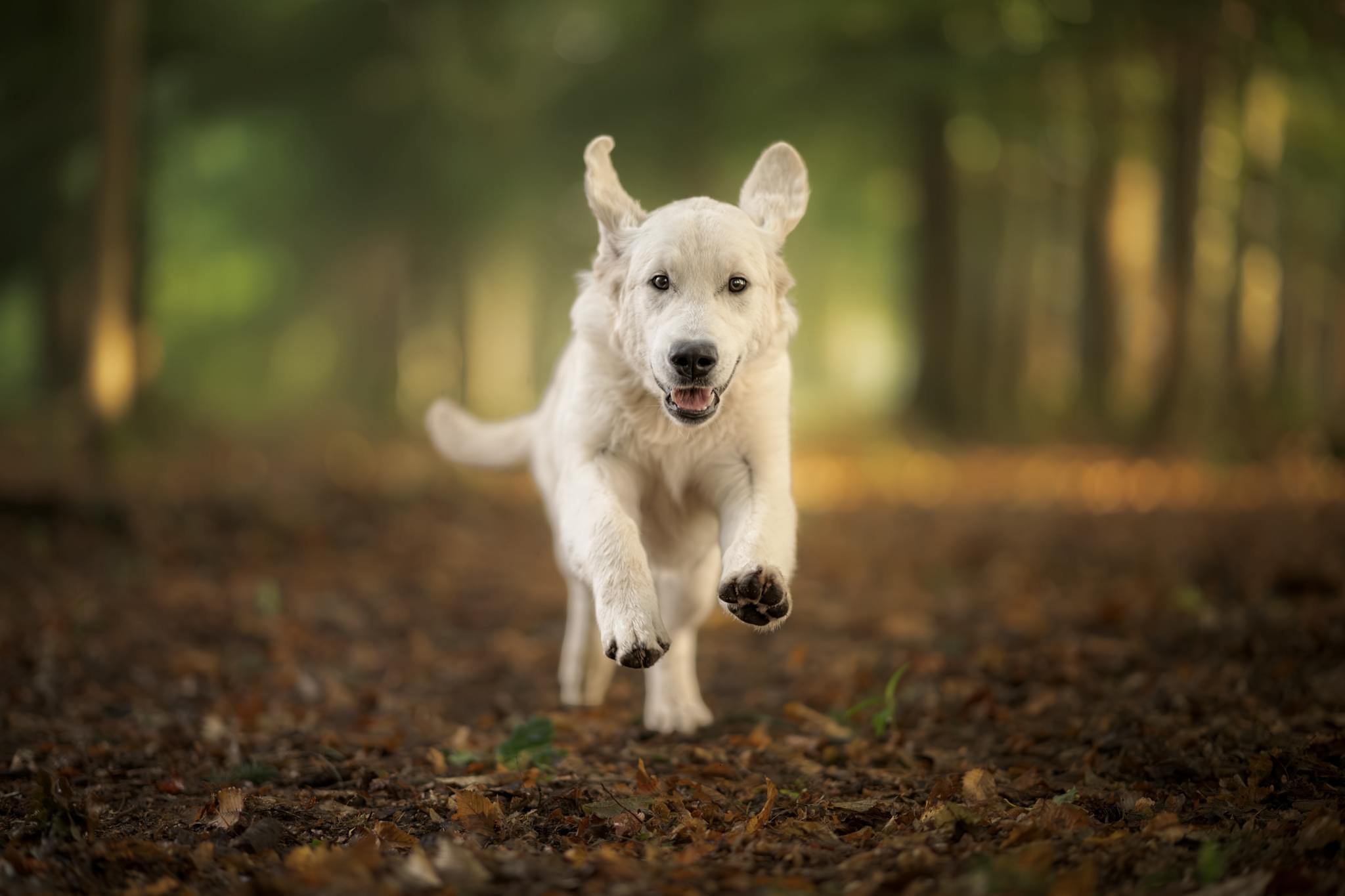 Golden Retriever adulte mâle dans un champ