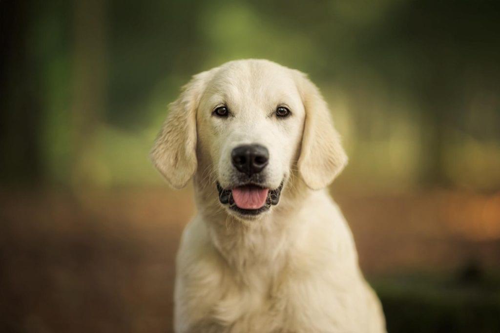 Chienne Golden Retriever regardant ses chiots dormir