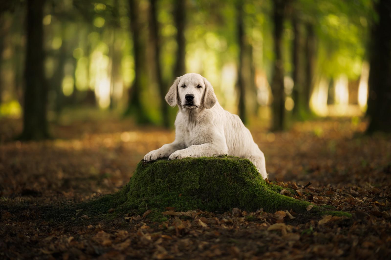 Golden Retriever femelle dans un champ de fleurs