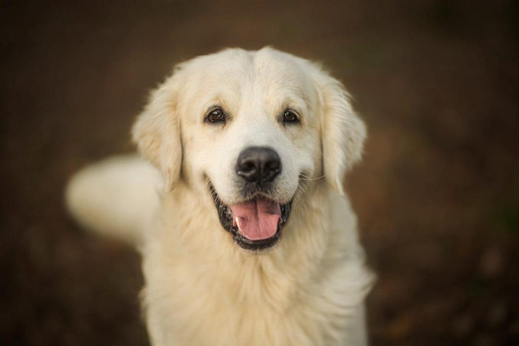 Golden Retriever mâle adulte au regard doux