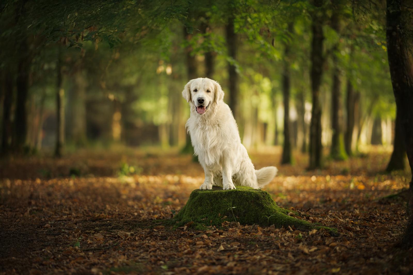 Golden Retriever mâle dressé dans un champ