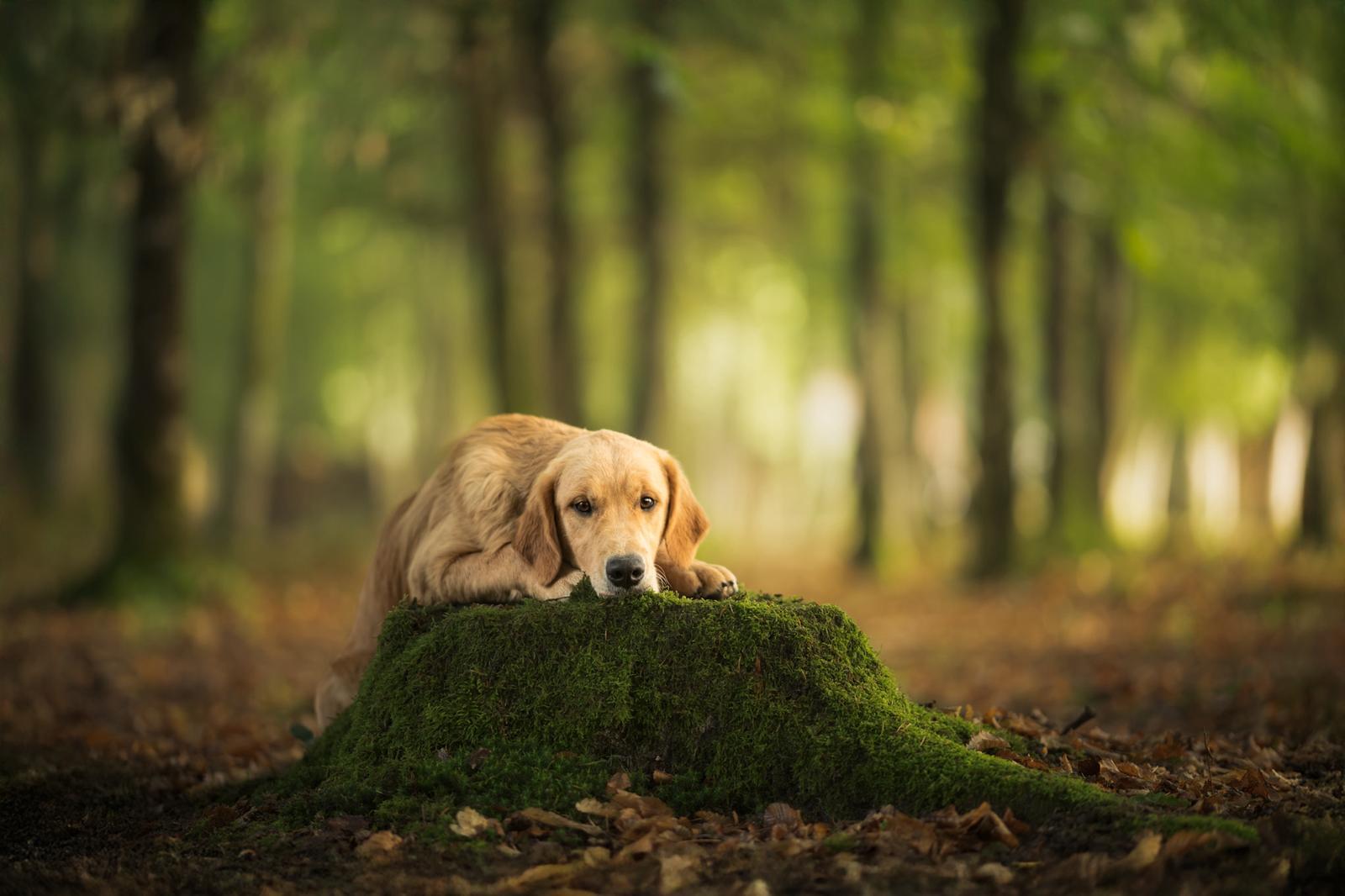 Chienne Golden Retriever entourée de feuilles d’automne