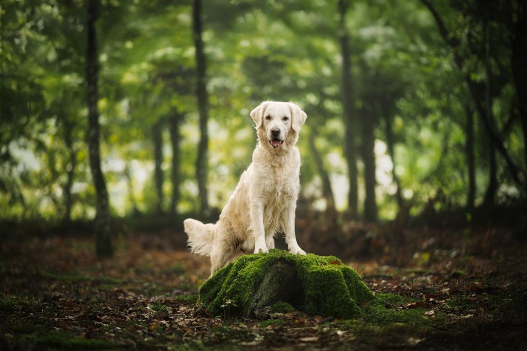 Chienne Golden Retriever assise fièrement