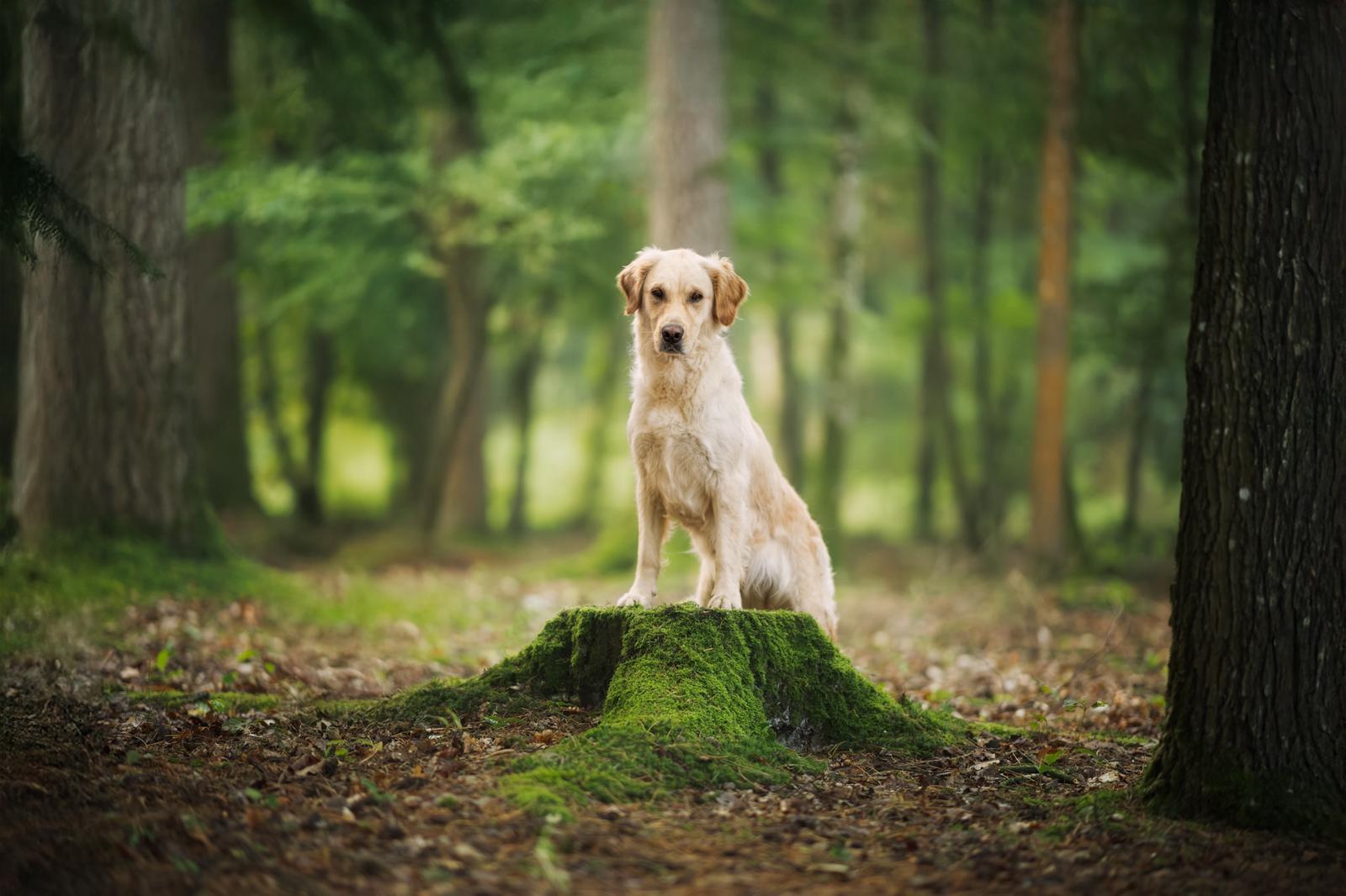 Chienne Golden Retriever couchée dans l’herbe