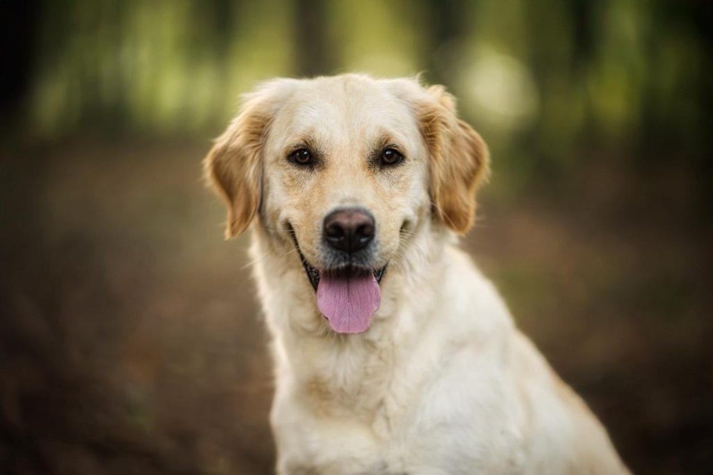 Golden Retriever adulte posant devant un lac
