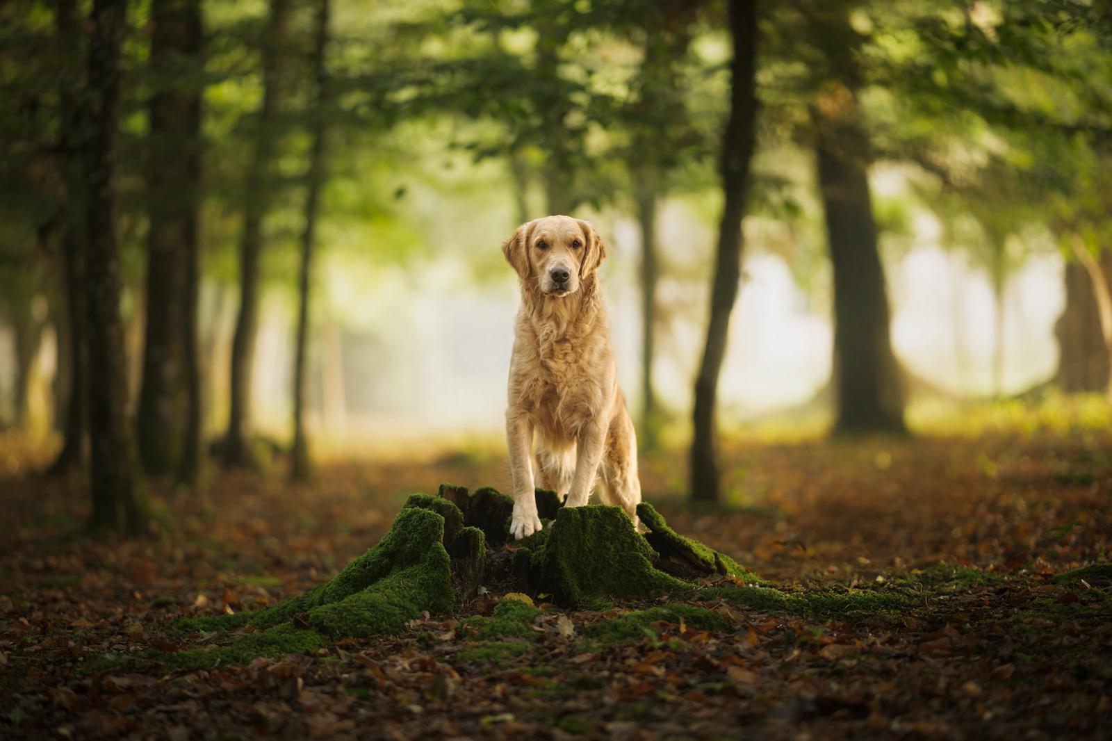 Chienne Golden Retriever assise fièrement